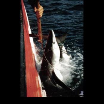 Blue shark being loaded aboard the Guernsey fishing vessel, the Josephine Marie