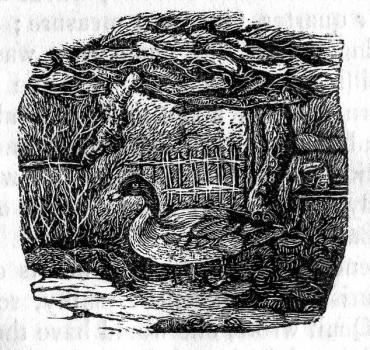 Woodcut of a duck from Bellamy's Pictorial Directory & Stranger's Guide to Guernsey, 1843, Priaulx Library Collection