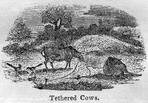 Tethered cows from Bellamy's Pictorial Guide of 1843 in the Library collection.