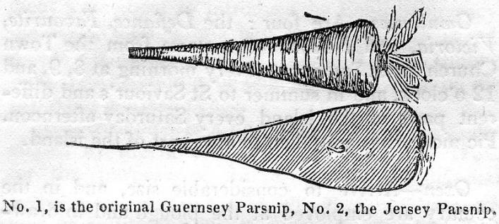 Parsnips from Bellamy's Pictorial Guide to Guernsey, 1843, Priaulx Library Colleciton