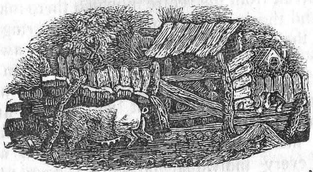 Pigs from Bellamy's Guide, 1843, Priaulx Library Collection
