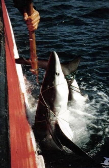 Blue shark being loaded aboard the Guernsey fishing vessel, the Josephine Marie