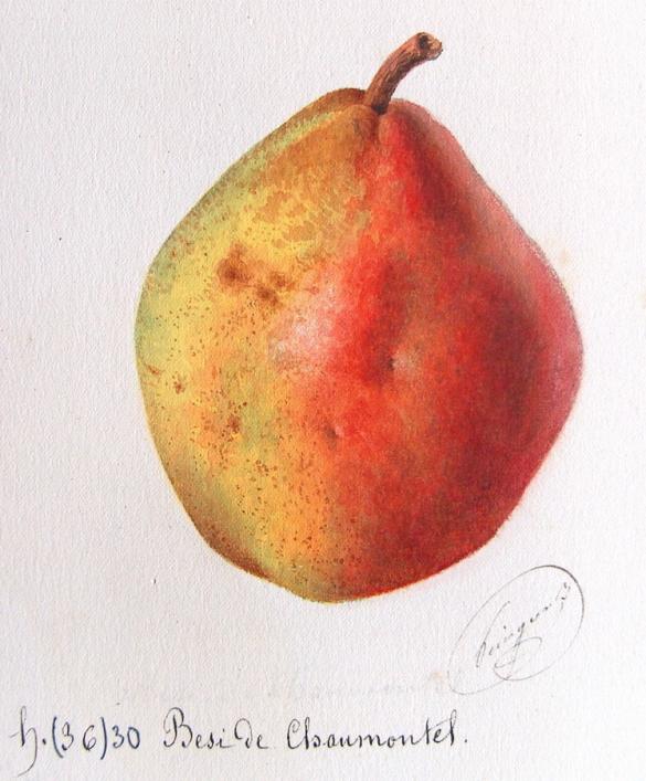 Par Alphonse Mas, Le verger, aquarelles, 1865. — http://pomologie.com/poire/poire1/fpoires/besidechaumontel/besidechaumontel.html, Domaine public, https://commons.wikimedia.org/w/index.php?curid=45607746