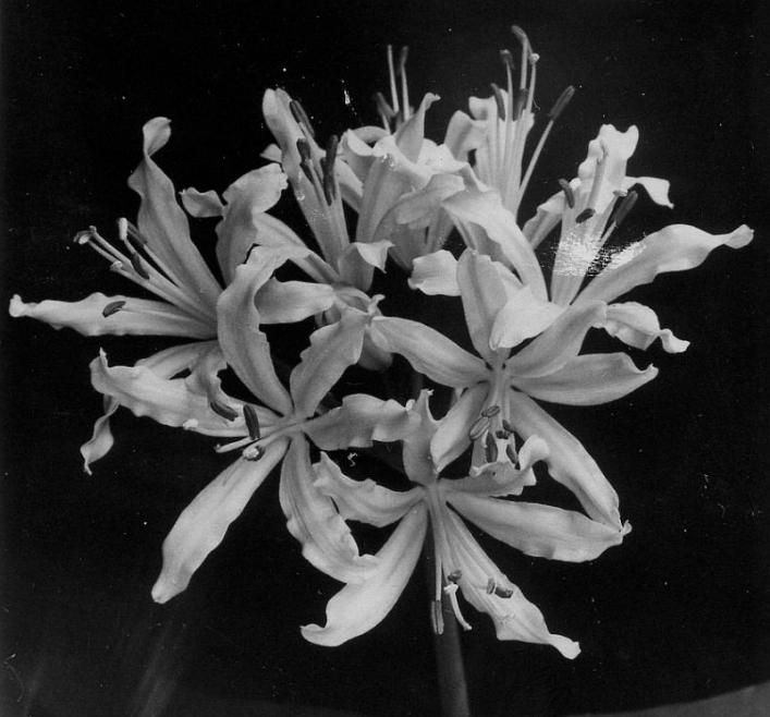 On a bed of Guernsey lilies