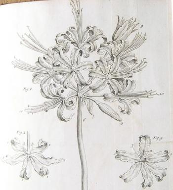Detail of an illustration from Douglas' Guernsay Lilly, 1725, Priaulx Library