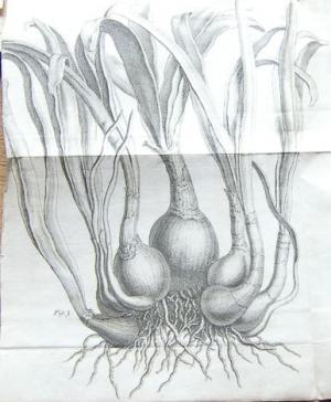 Illustration from Douglas' Guernsey Lilly, in the Priaulx Library